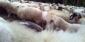 European Merino Wool Sheep Flock