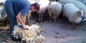 European Merino Lambswool Sheep Sheared
